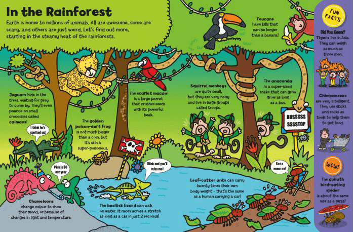 Animals Everywhere - In the Rainforest