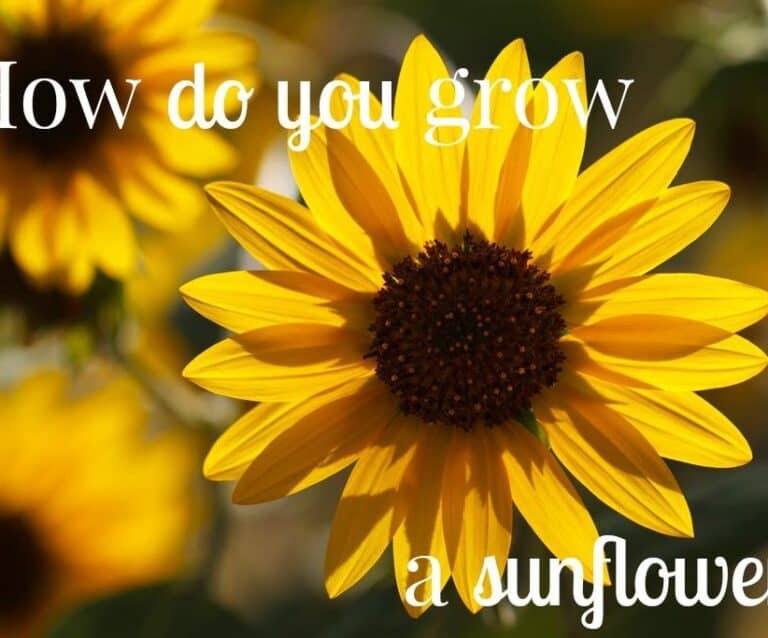 How do you grow a sunflower?