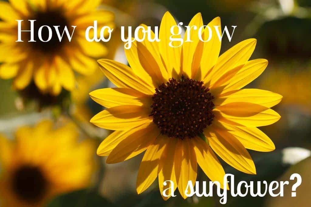 How do you grow a sunflower?