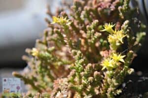 A close up of a flower