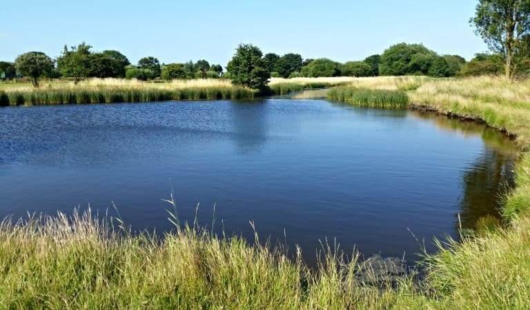 A pond surrounded by grass and a body of water