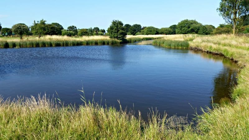 A pond surrounded by grass and a body of water