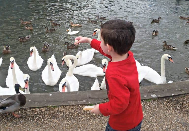 A boy feeding a bird in a body of water