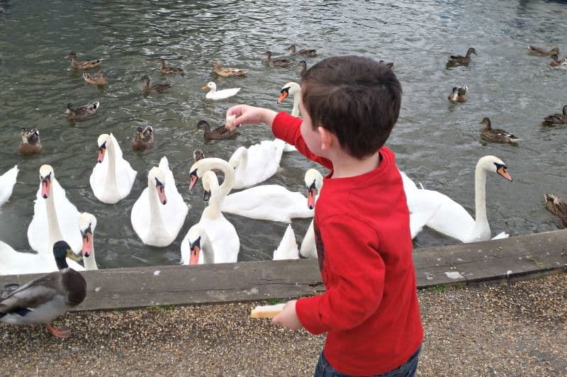 A boy feeding a bird in a body of water