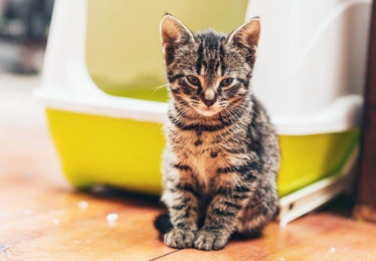 A cat sitting on top of a wooden table