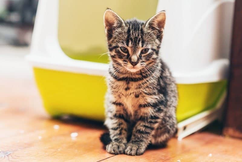 A cat sitting on top of a wooden table