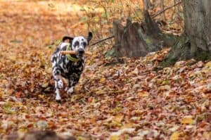 A dog standing on grass