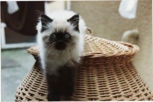 A cat sitting in a basket