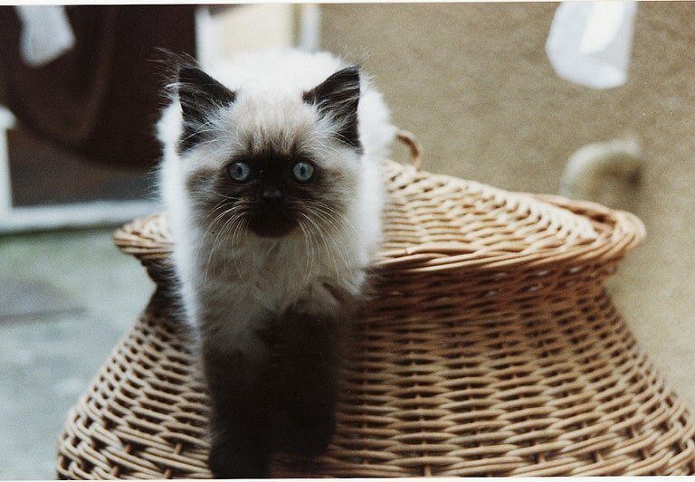 A cat sitting in a basket