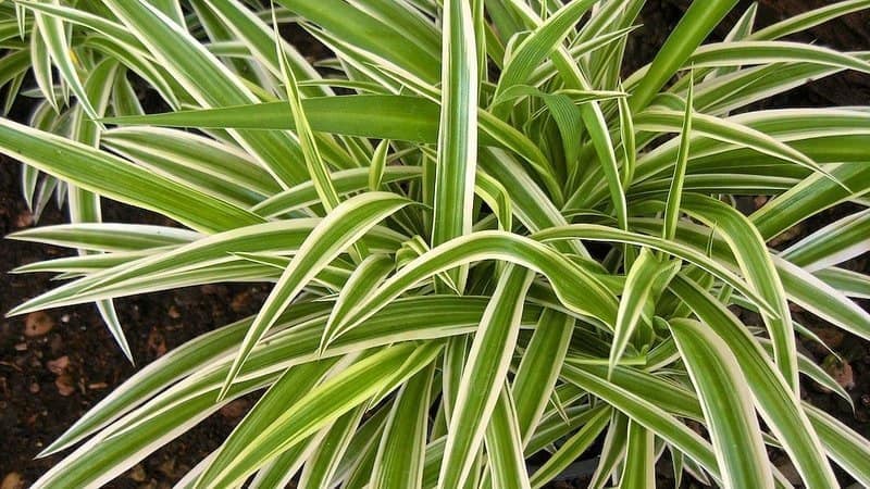 A close up of a green plant