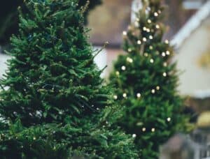 A christmas tree in a forest