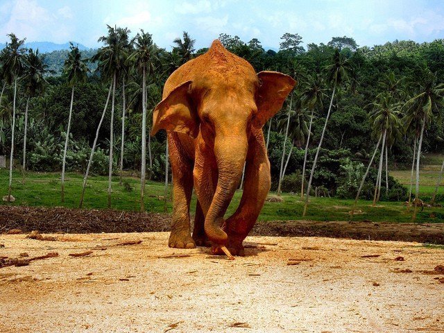 A horse standing on top of a dirt field