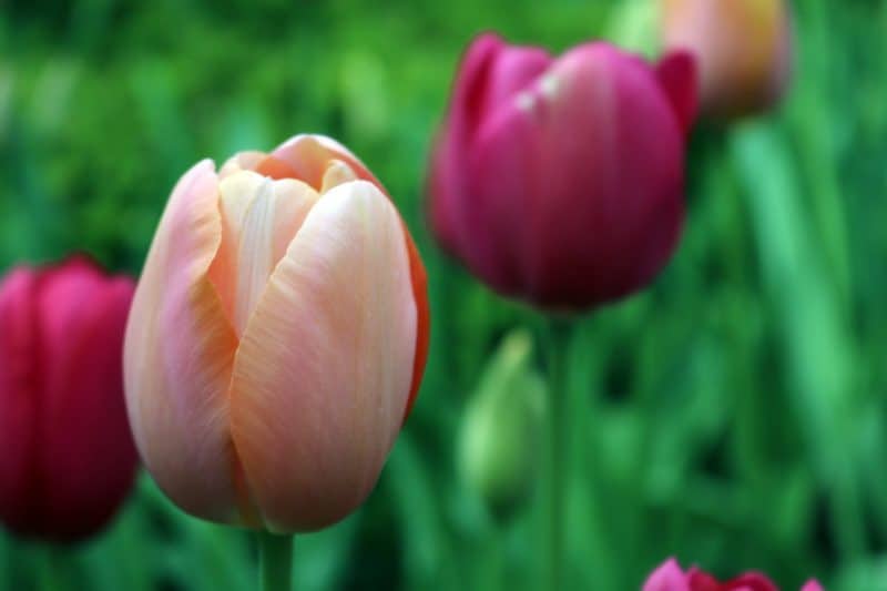 A close up of a person holding a flower