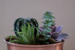 A vase filled with purple flowers sitting in a pot