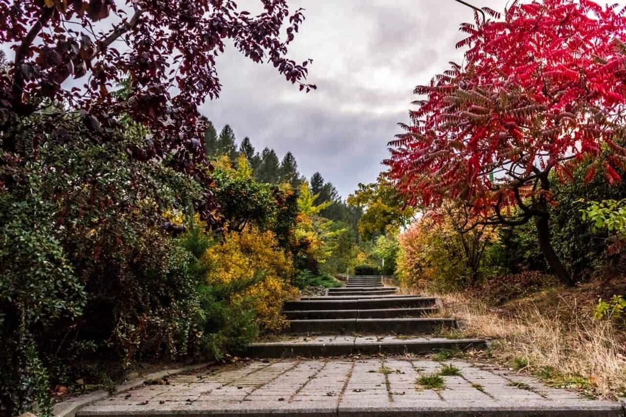 An empty park bench next to a tree