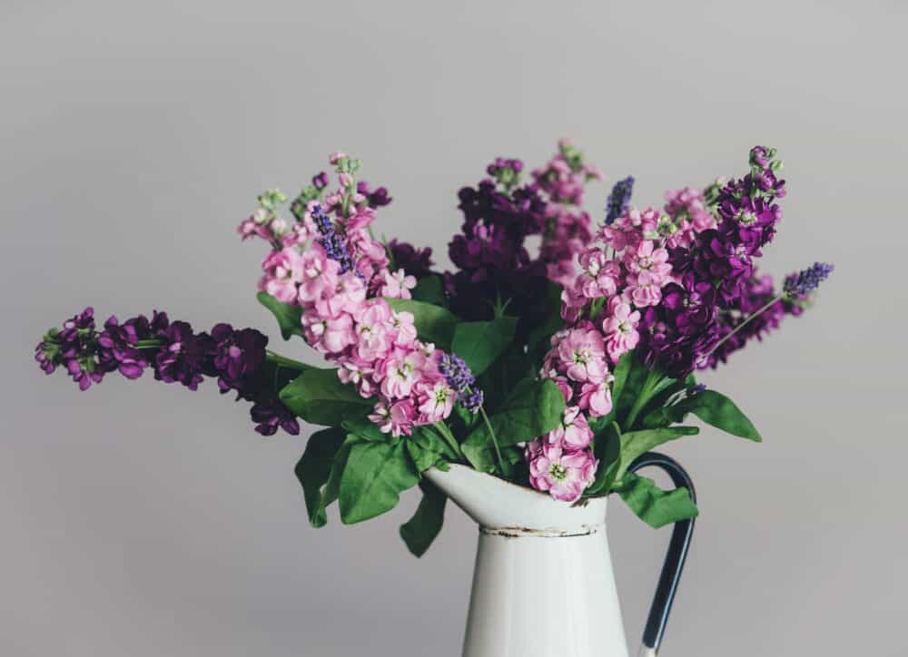 12 Great House Plants for Your Bedroom