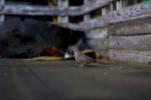 A bird sitting on a bench