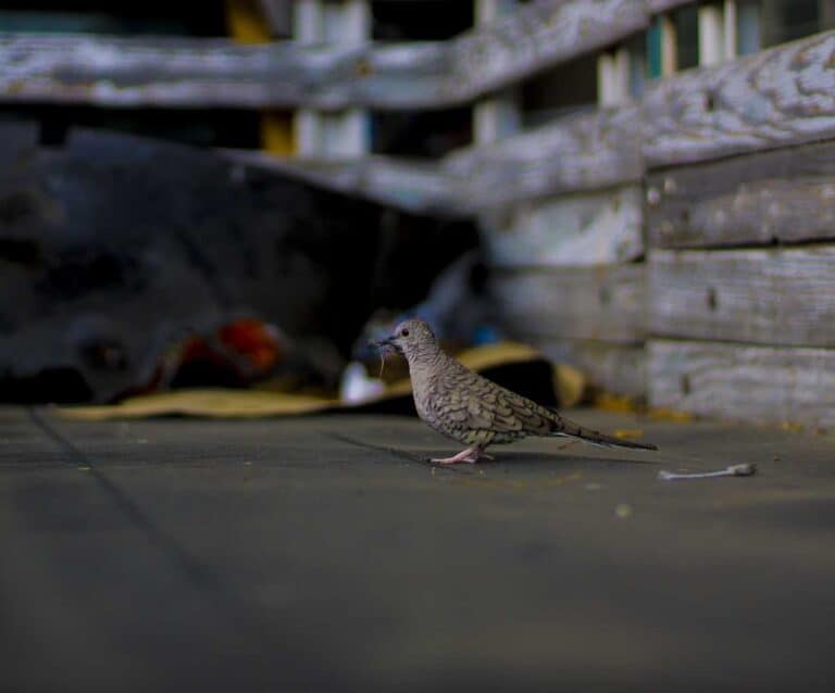 A bird sitting on a bench