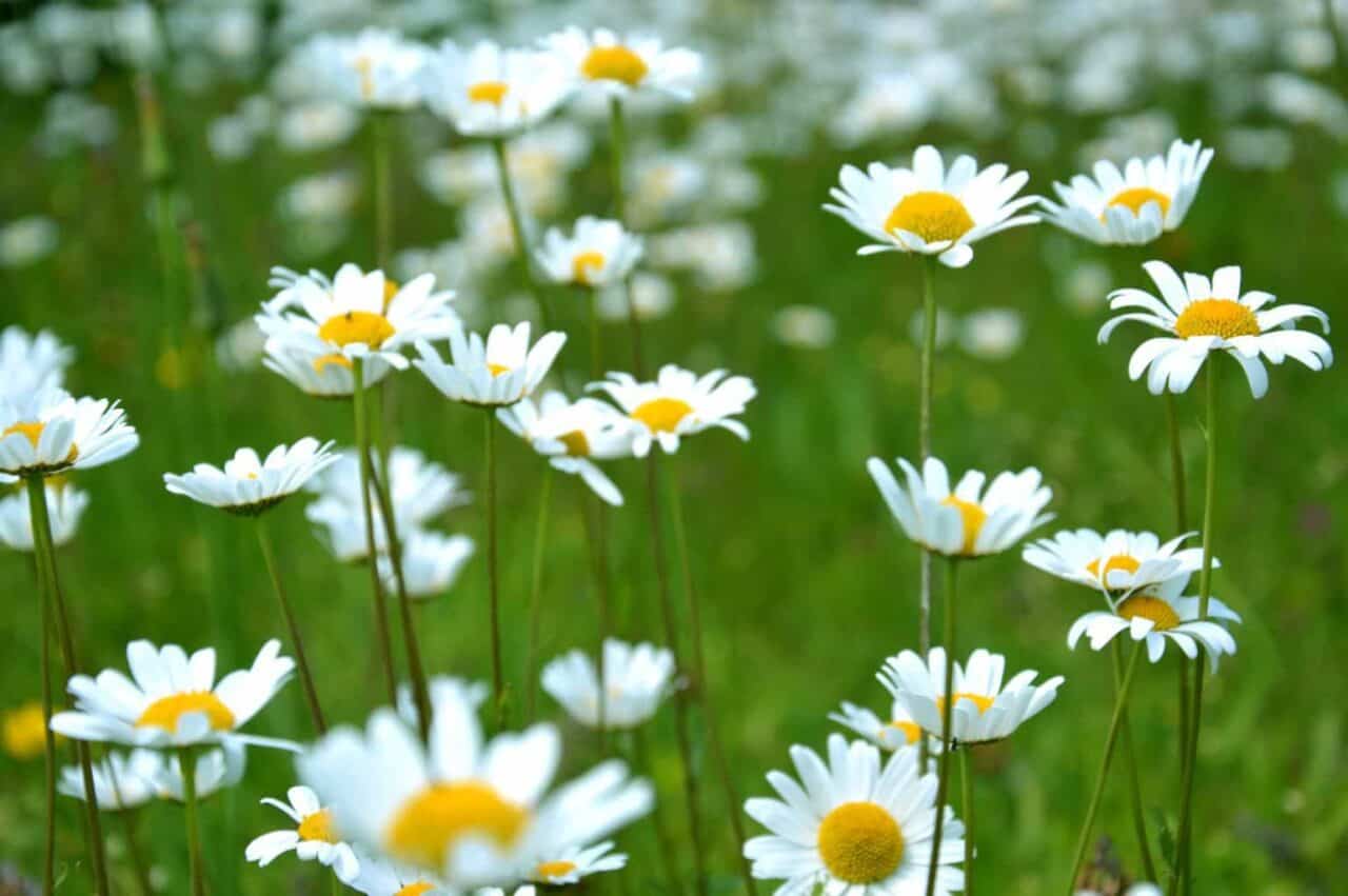 A close up of a flower