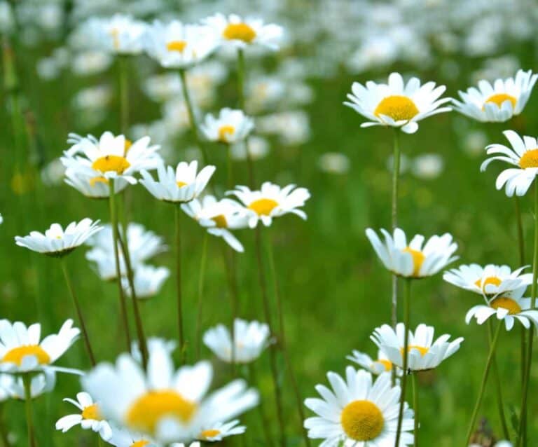 A close up of a flower