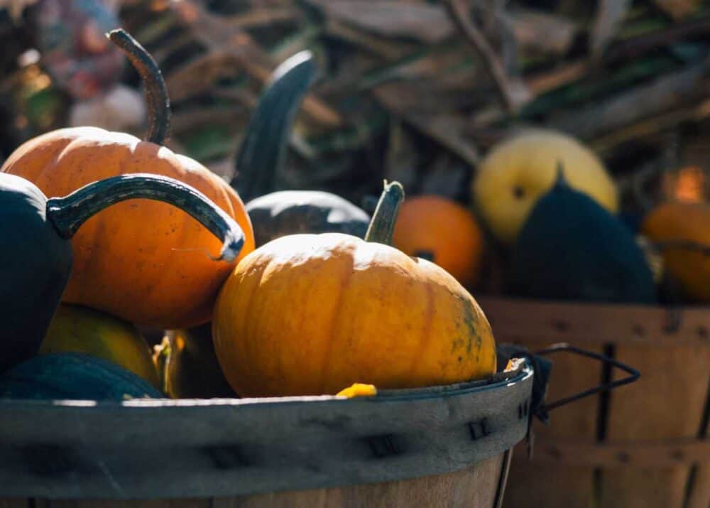 Dare your neighbours with these Halloween decorating tips