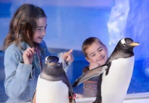 A person standing in front of a penguin