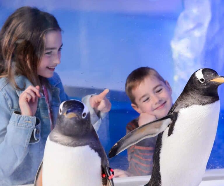 A person standing in front of a penguin