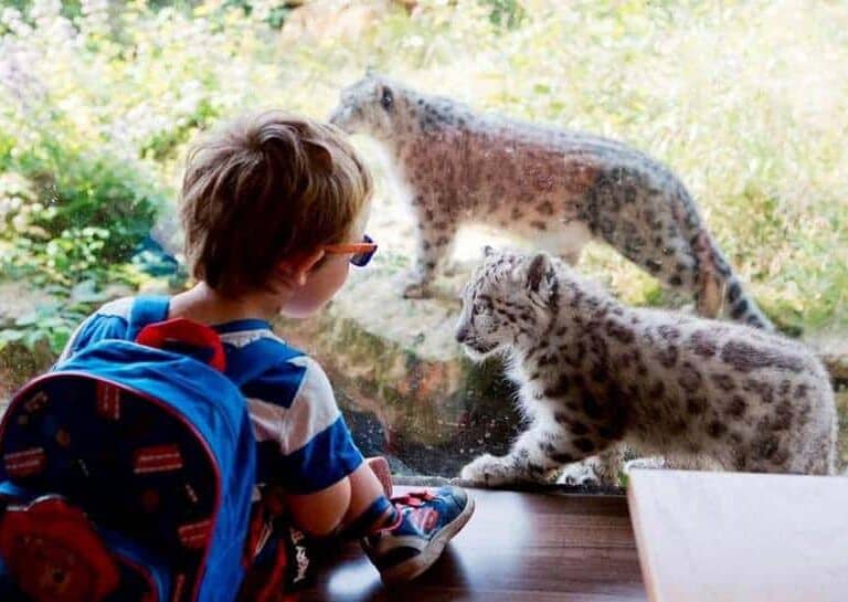 A little boy that is standing in the grass next to a cat