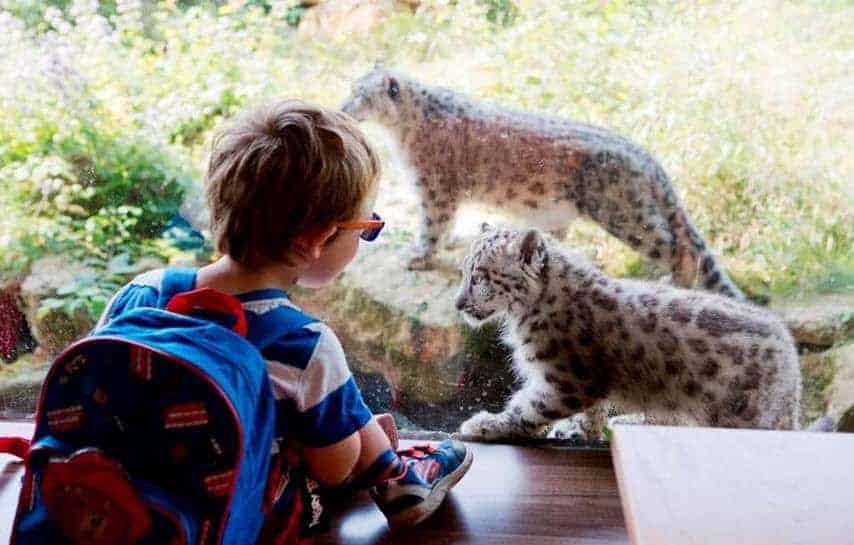 A little boy that is standing in the grass next to a cat