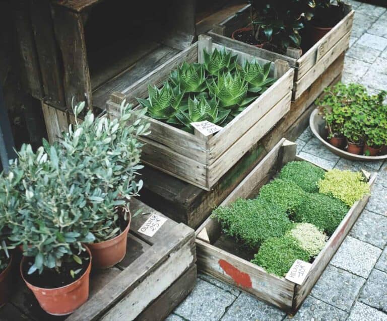 A plant in a garden