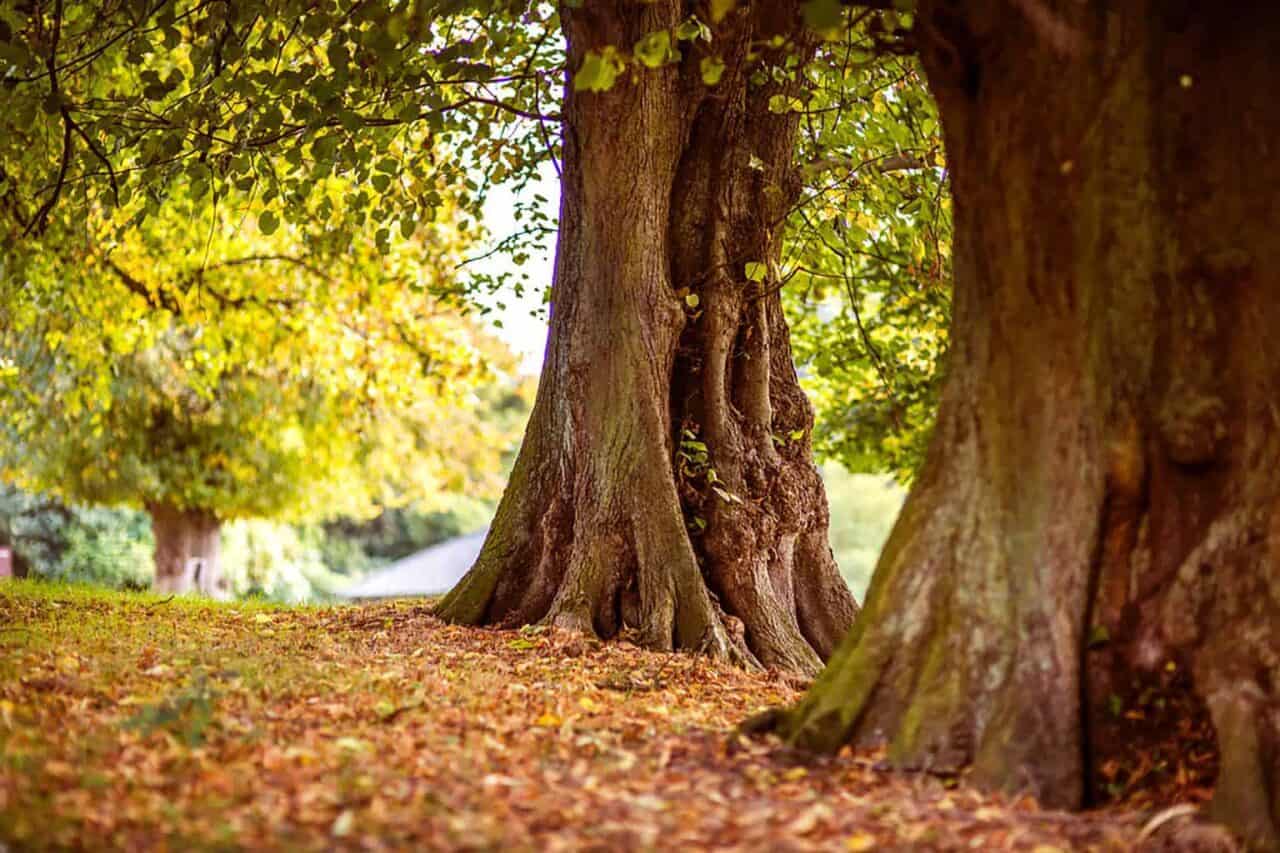 A tree in a forest