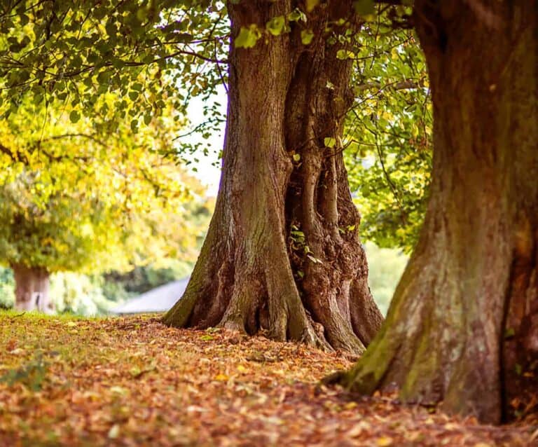 A tree in a forest