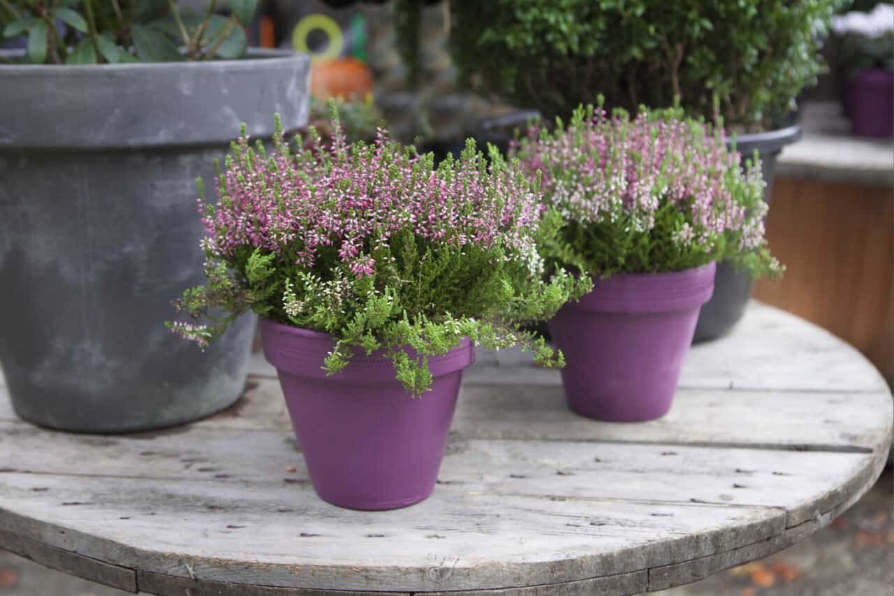 A pink flower pot