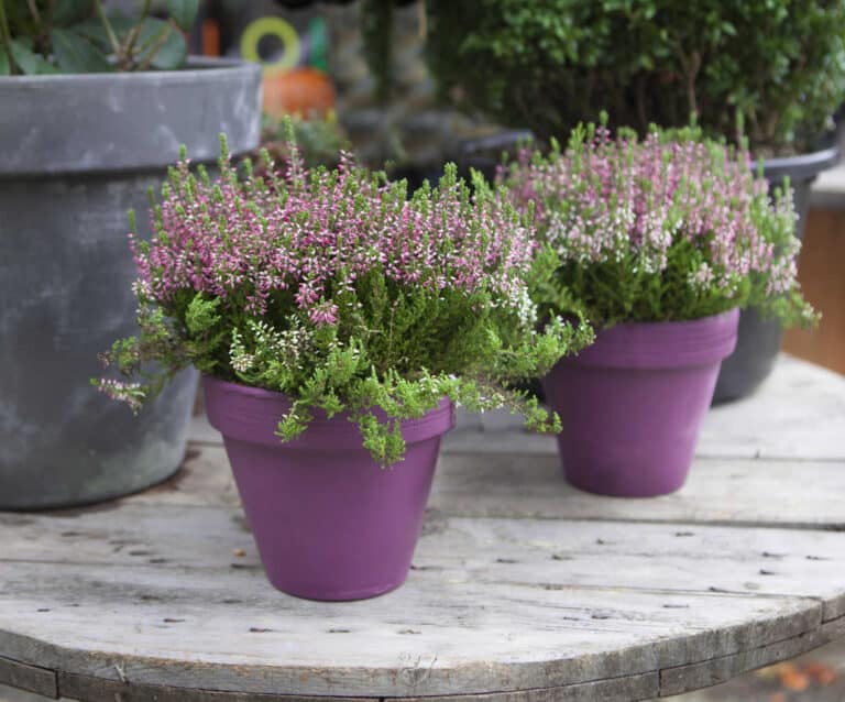 A pink flower pot