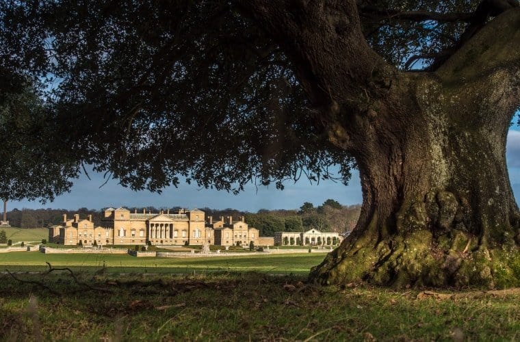 A large tree in a field