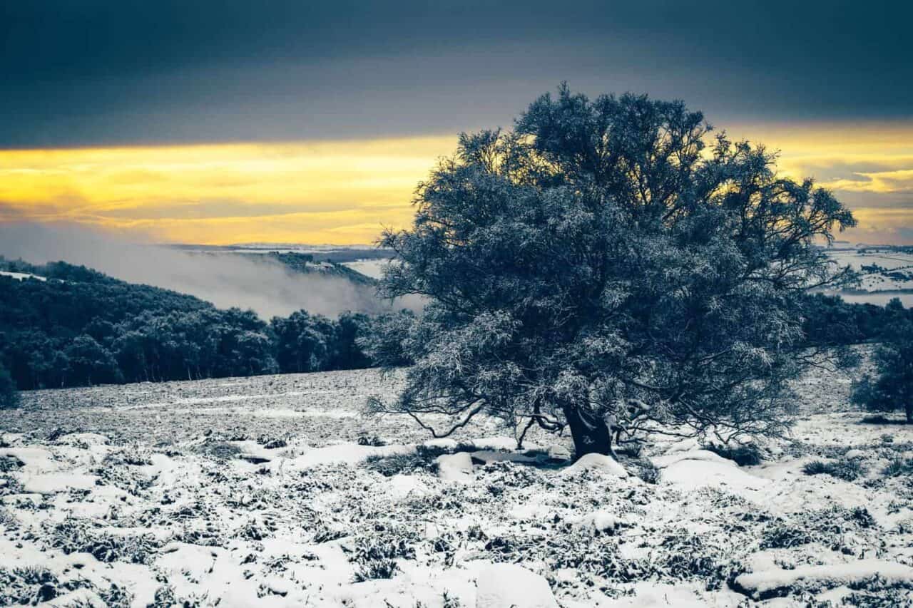 A tree with snow on the ground