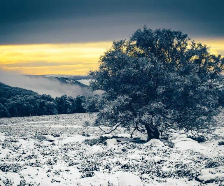 A tree with snow on the ground