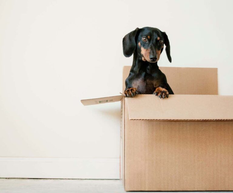 A dog sitting in a box