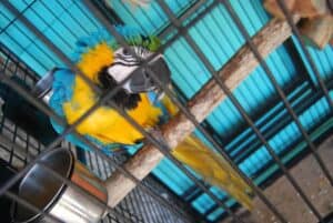 A parrot sitting on top of a table