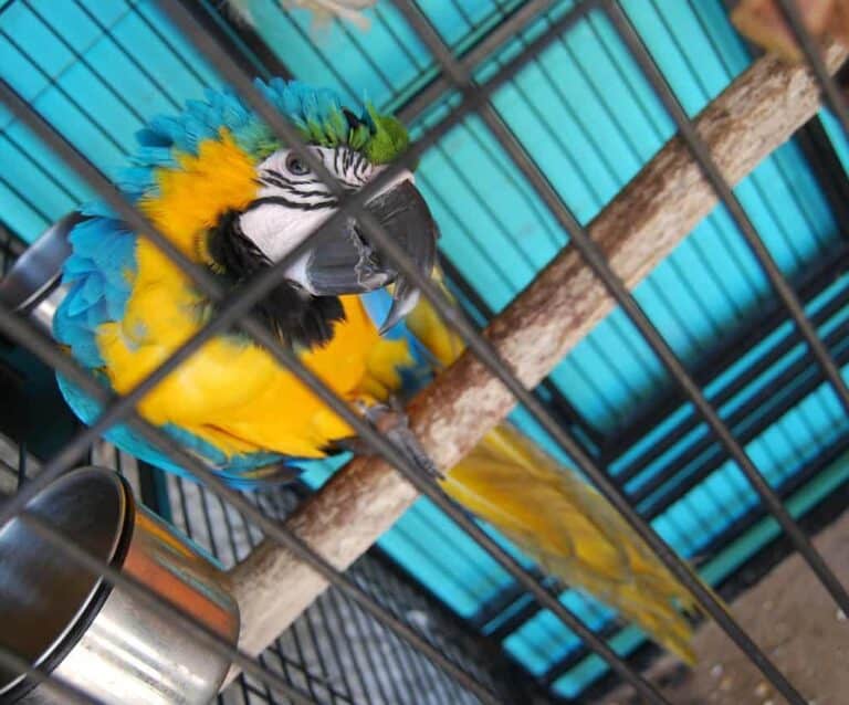 A parrot sitting on top of a table