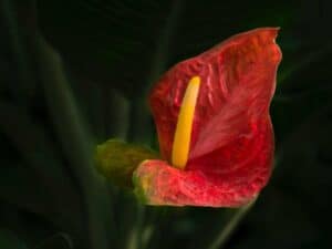 A close up of a flower