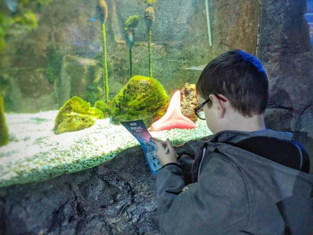 Visit Norfolk | Jawsome Sharks at SEA LIFE Hunstanton