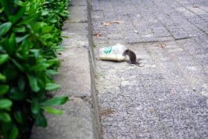 A cat lying on a sidewalk