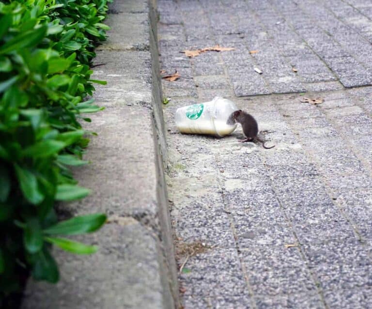 A cat lying on a sidewalk