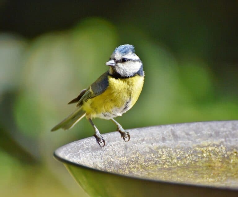 A close up of a bird