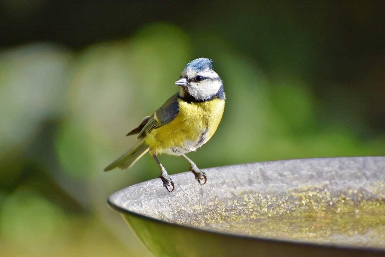 A close up of a bird