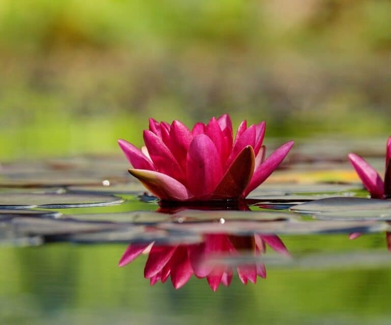 A close up of a pond