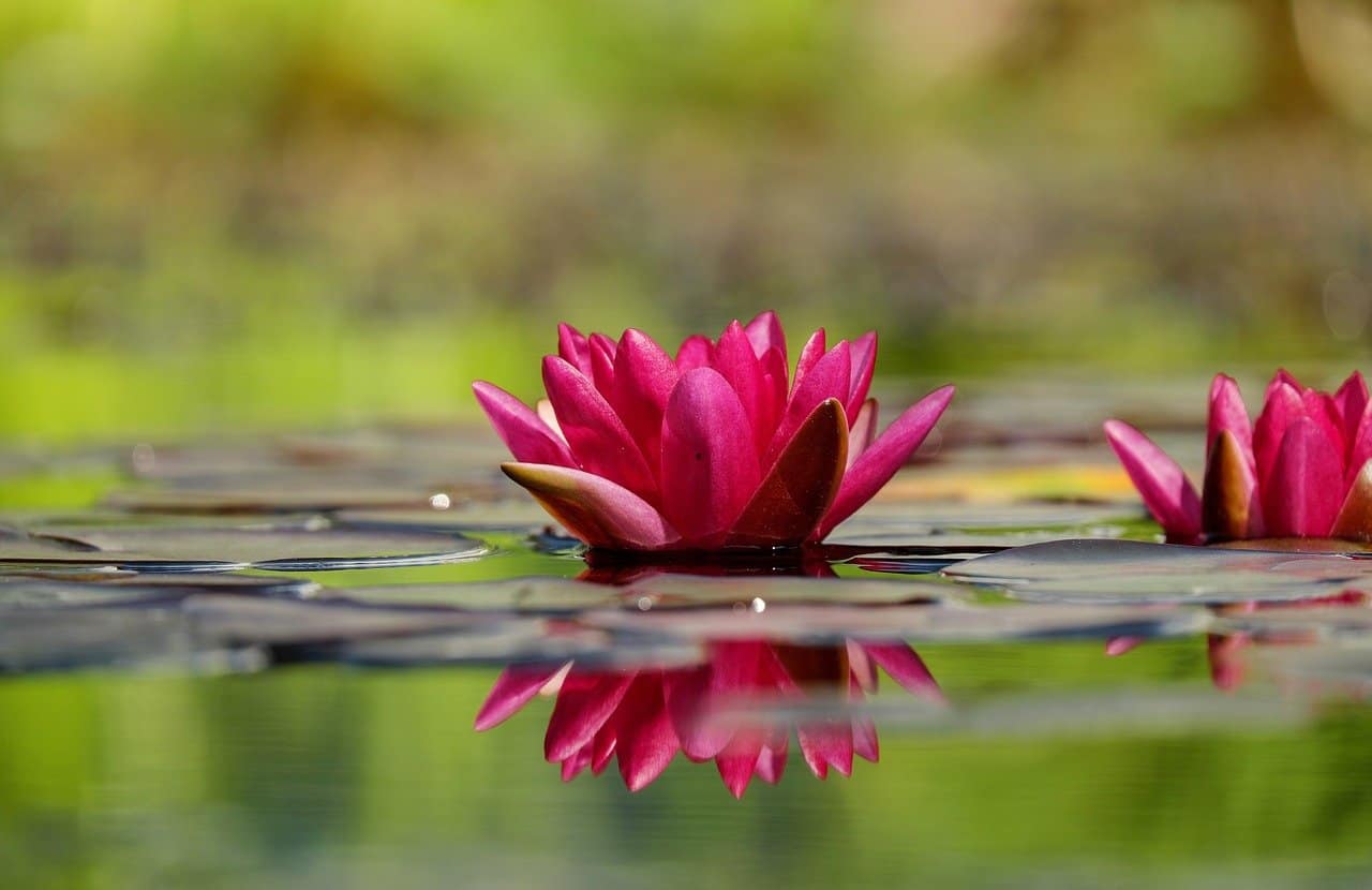 A close up of a pond