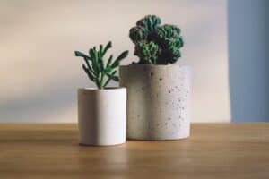 two houseplants in pots sitting on a table