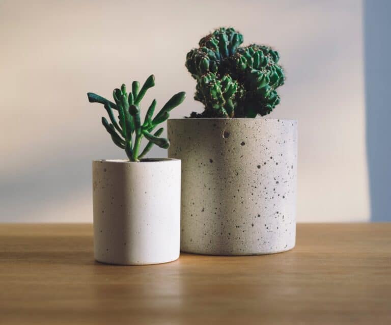 two houseplants in pots sitting on a table